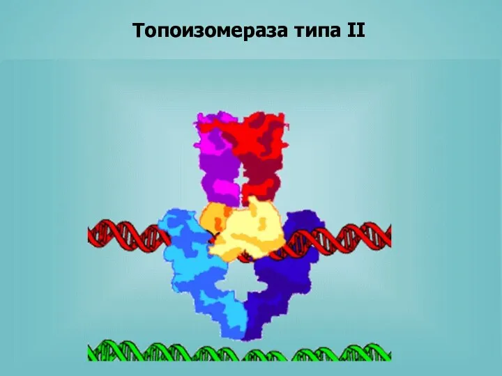 Топоизомераза типа II