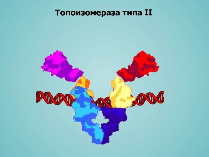 Топоизомераза типа II