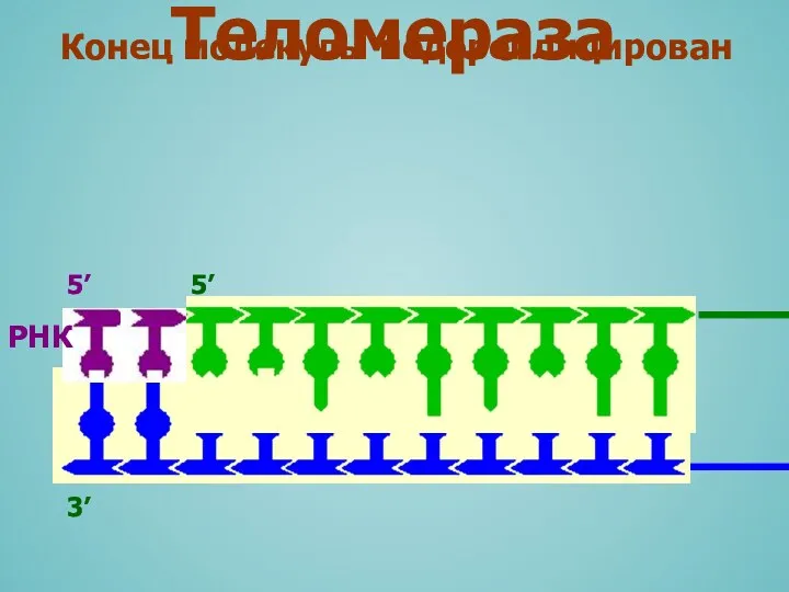 3’ 5’ РНК Конец молекулы недореплицирован 5’ Теломераза