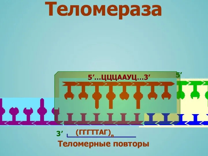 Теломераза (ГГГТТАГ)n 3’ Теломерные повторы
