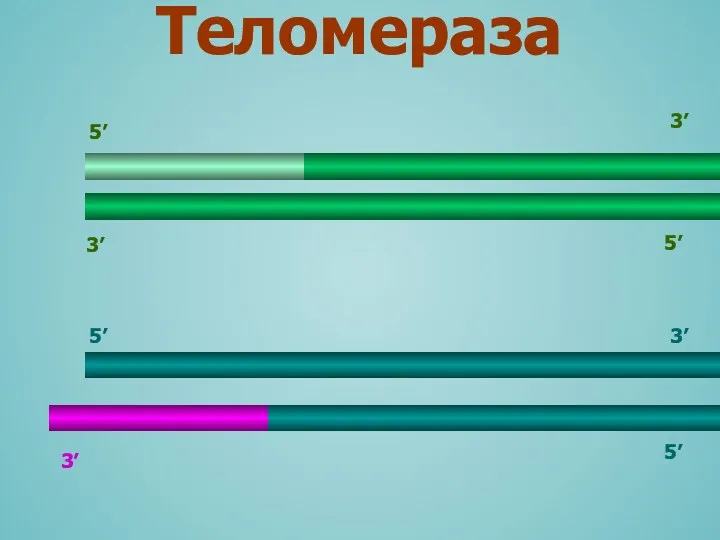 3’ 5’ 3’ 3’ 5’ 5’ 5’ 3’ Теломераза