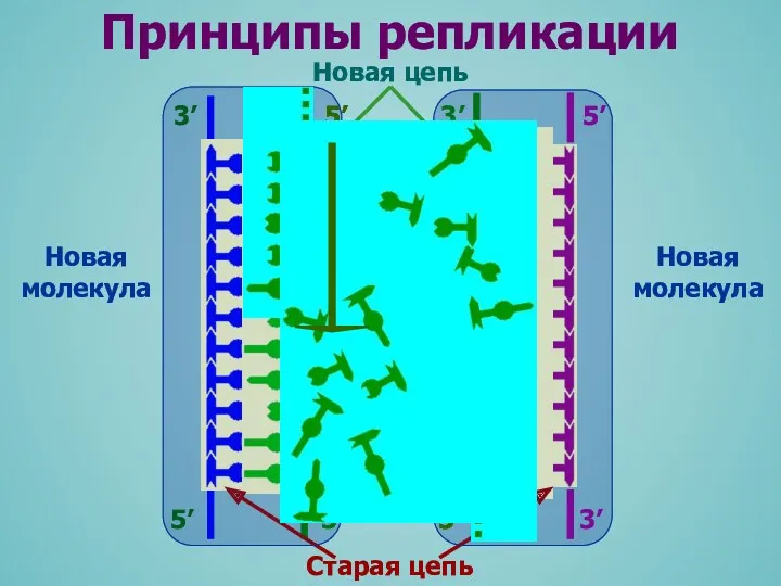 3’ 5’ 3’ 5’ Принципы репликации Новая цепь Старая цепь Новая молекула Новая молекула