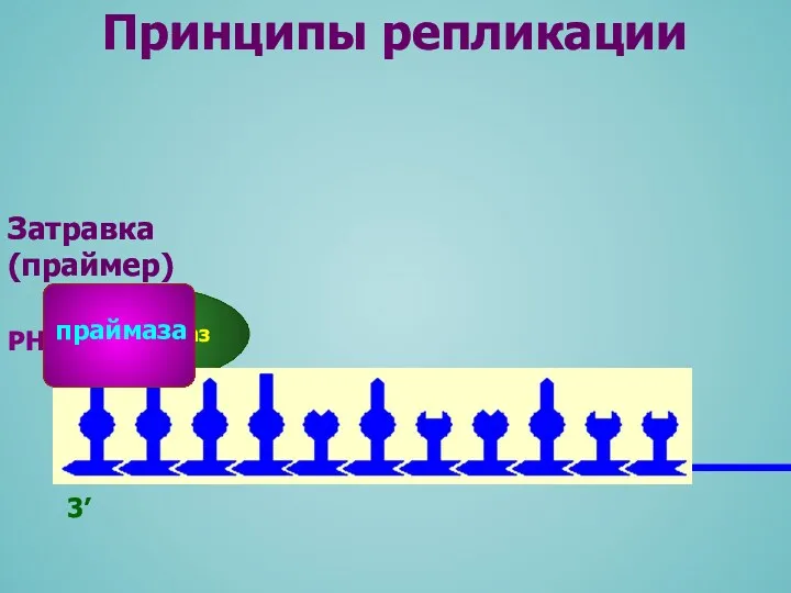 ДНК-полимераза 3’ РНК Принципы репликации праймаза Затравка (праймер)