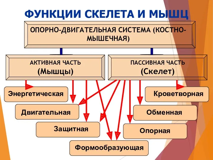 ОПОРНО-ДВИГАТЕЛЬНАЯ СИСТЕМА (КОСТНО-МЫШЕЧНАЯ) АКТИВНАЯ ЧАСТЬ (Мышцы) ПАССИВНАЯ ЧАСТЬ (Скелет) Энергетическая