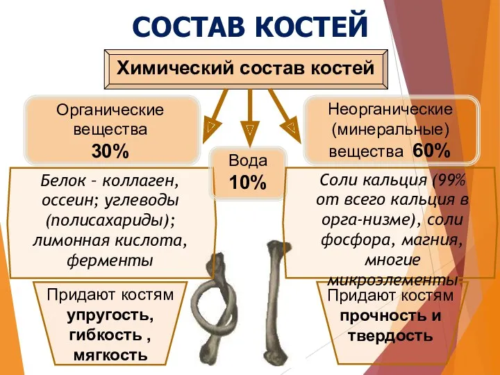 СОСТАВ КОСТЕЙ Химический состав костей Органические вещества 30% Неорганические (минеральные)