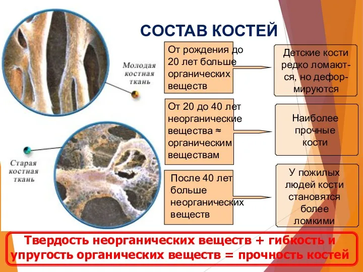 СОСТАВ КОСТЕЙ От рождения до 20 лет больше органических веществ