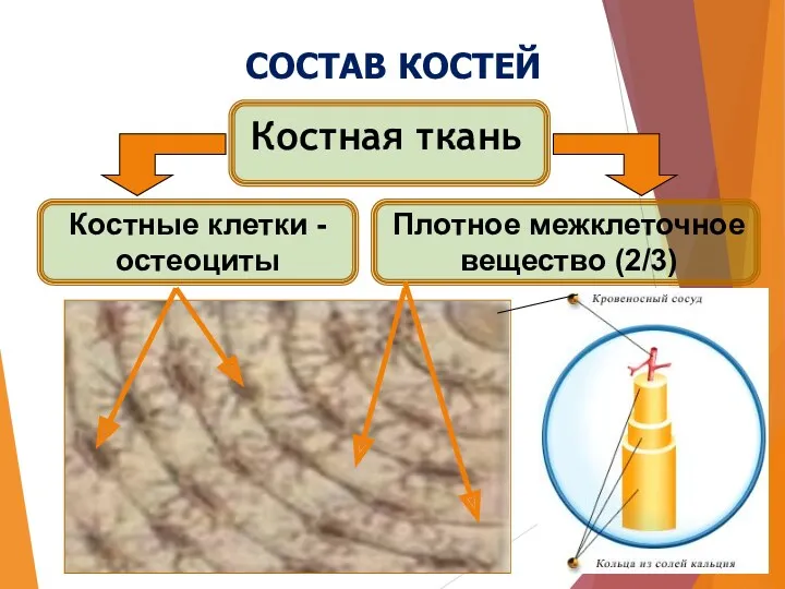 СОСТАВ КОСТЕЙ Костная ткань Костные клетки - остеоциты Плотное межклеточное вещество (2/3)