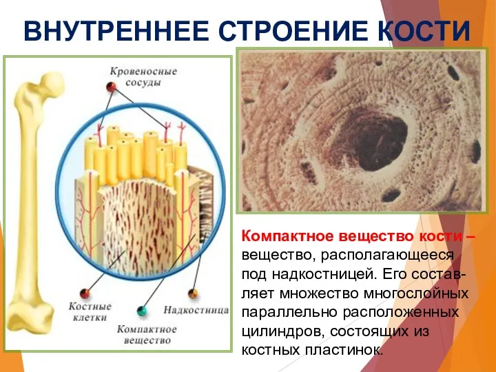 ВНУТРЕННЕЕ СТРОЕНИЕ КОСТИ Компактное вещество кости – вещество, располагающееся под