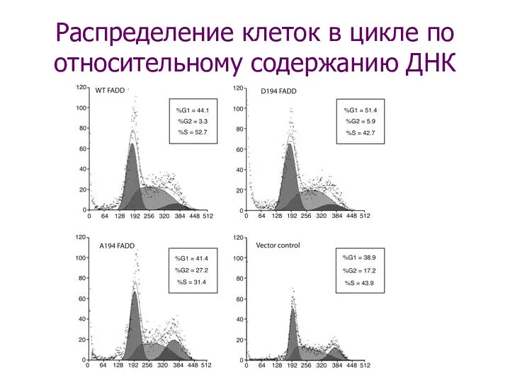 Распределение клеток в цикле по относительному содержанию ДНК