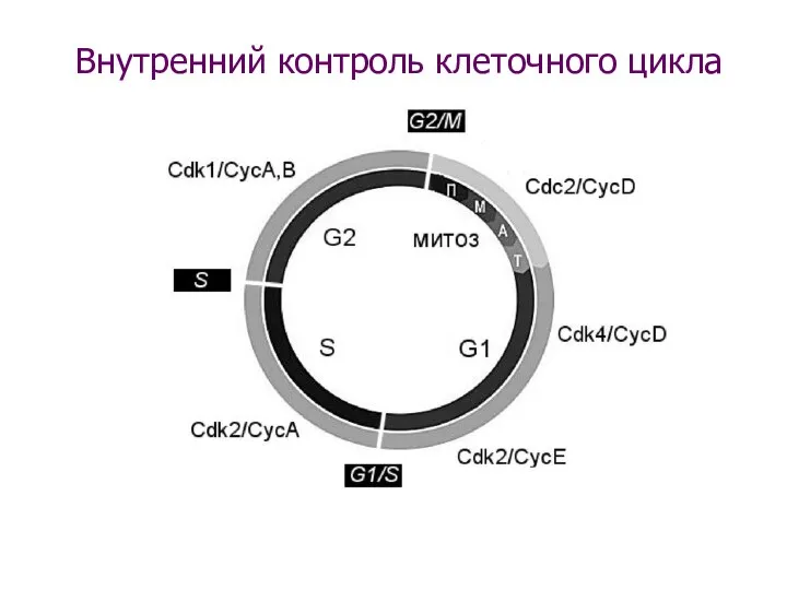 Внутренний контроль клеточного цикла