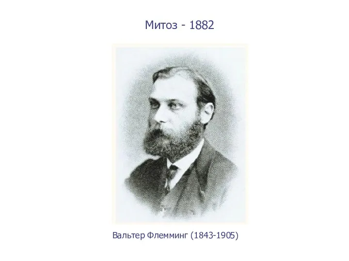 Вальтер Флемминг (1843-1905) Митоз - 1882