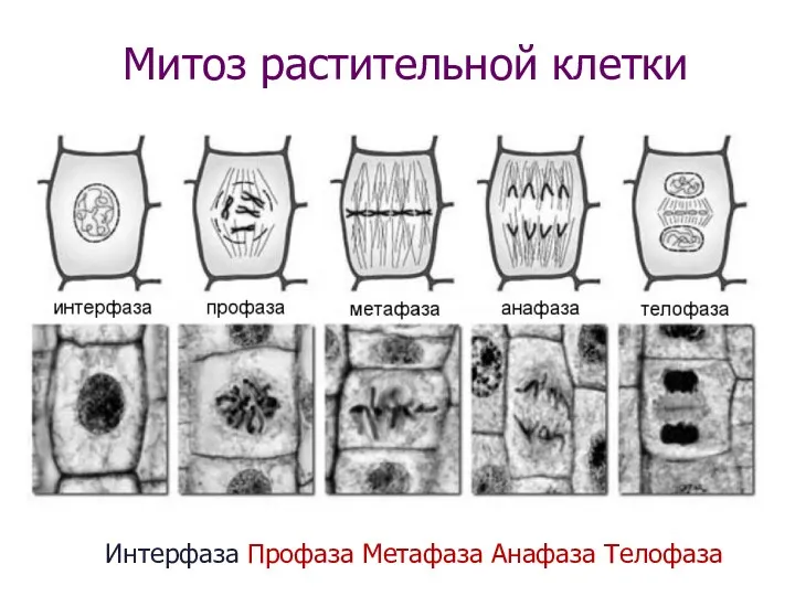 Митоз растительной клетки Интерфаза Профаза Метафаза Анафаза Телофаза