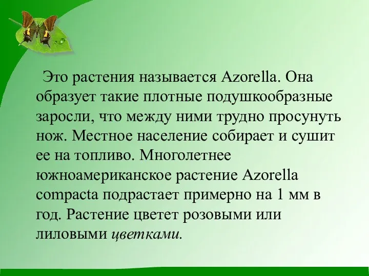 Это растения называется Azorella. Она образует такие плотные подушкообразные заросли,