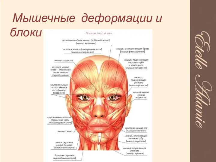 (с) Кузнецов Г.В. 2013-2014 Мышечные деформации и блоки