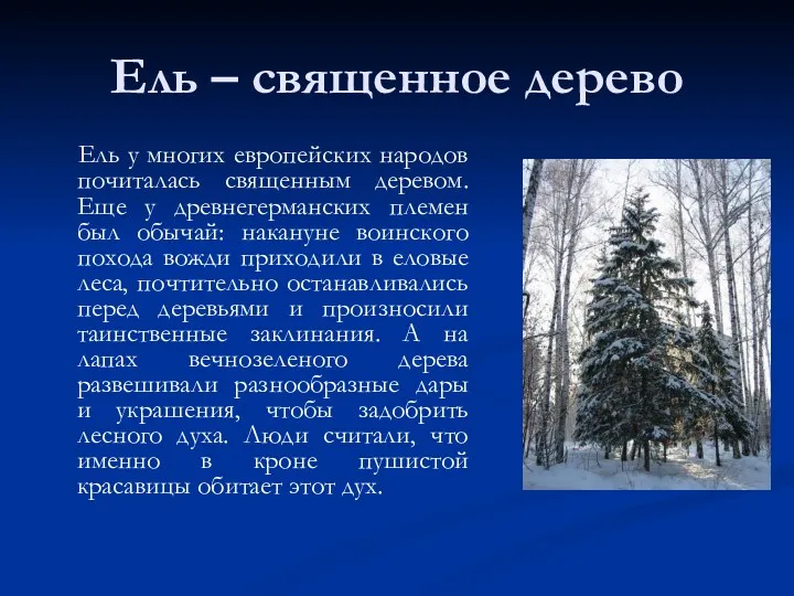 Ель – священное дерево Ель у многих европейских народов почиталась