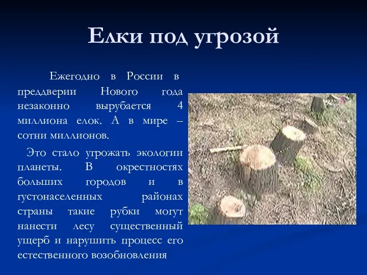 Елки под угрозой Ежегодно в России в преддверии Нового года