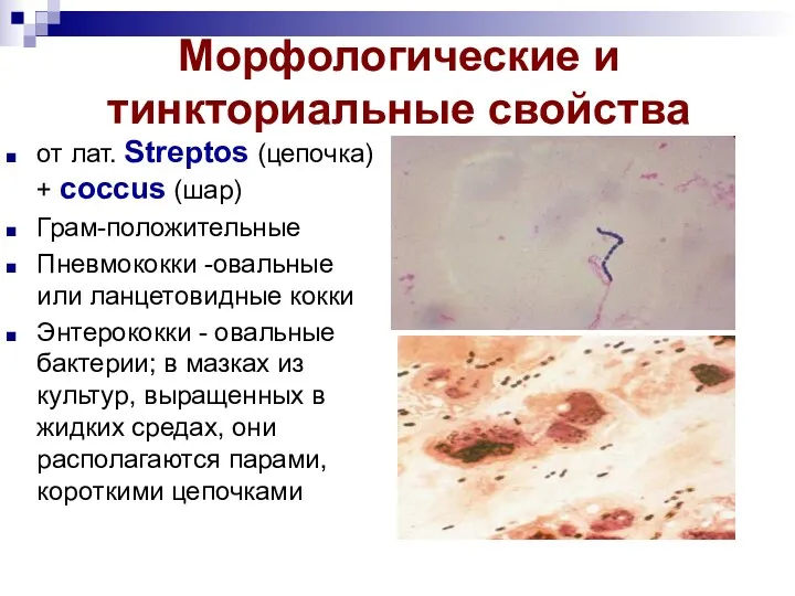Морфологические и тинкториальные свойства от лат. Streptos (цепочка) + coccus