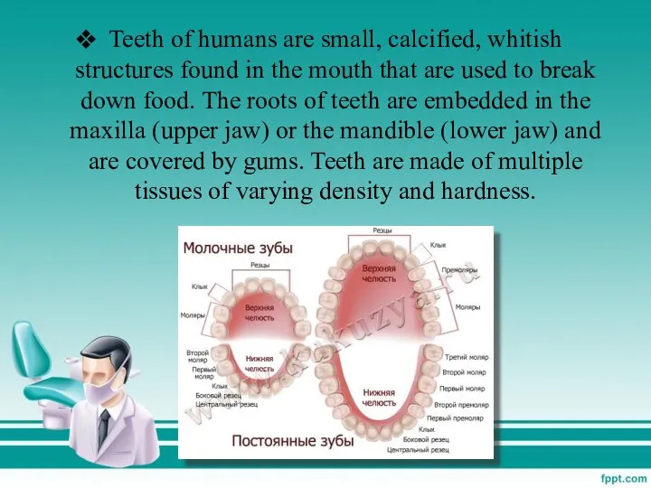 Teeth of humans are small, calcified, whitish structures found in