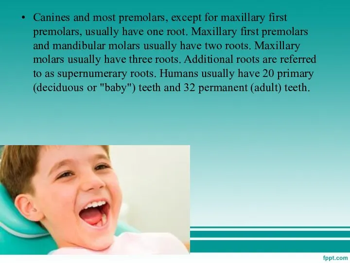 Canines and most premolars, except for maxillary first premolars, usually