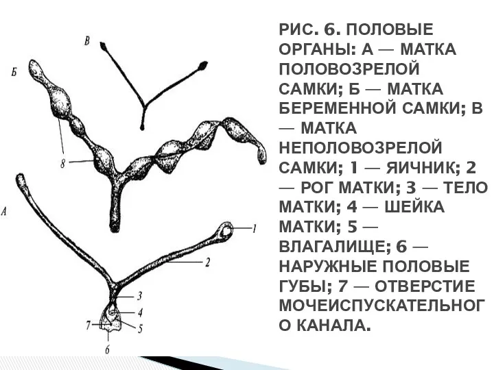 РИС. 6. ПОЛОВЫЕ ОРГАНЫ: А — МАТКА ПОЛОВОЗРЕЛОЙ САМКИ; Б — МАТКА БЕРЕМЕННОЙ