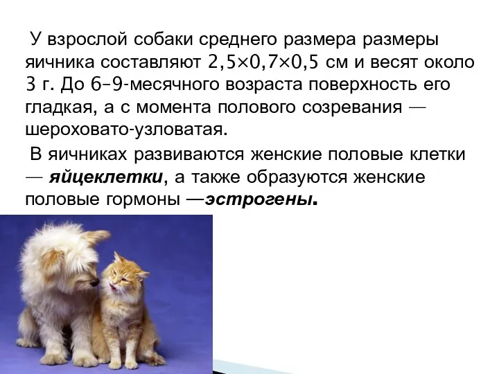 У взрослой собаки среднего размера размеры яичника составляют 2,5×0,7×0,5 см