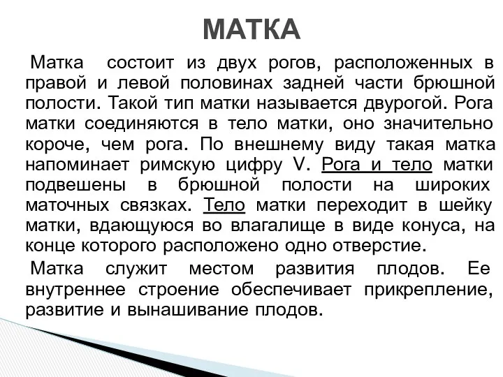 Матка состоит из двух рогов, расположенных в правой и левой половинах задней части