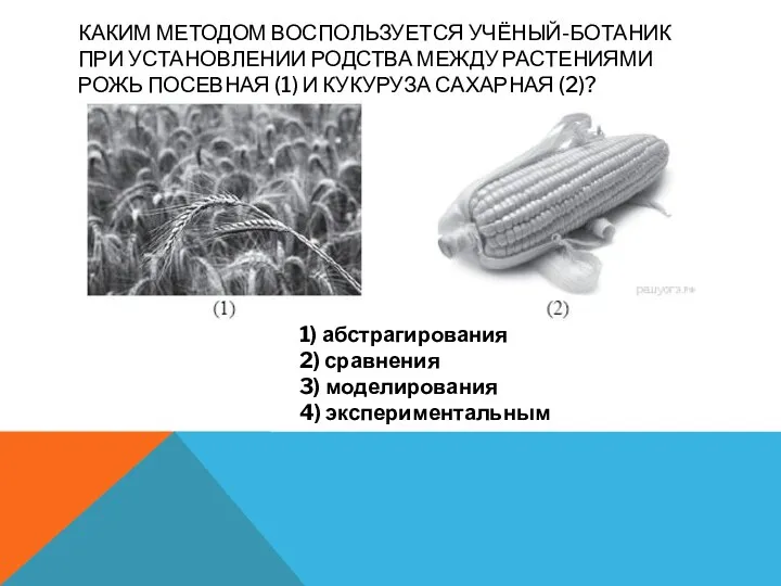 КАКИМ МЕТОДОМ ВОСПОЛЬЗУЕТСЯ УЧЁНЫЙ-БОТАНИК ПРИ УСТАНОВЛЕНИИ РОДСТВА МЕЖДУ РАСТЕНИЯМИ РОЖЬ