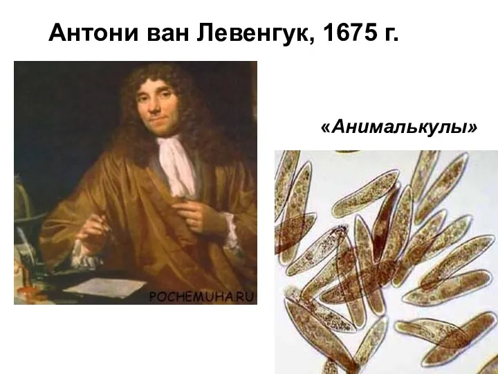 Антони ван Левенгук, 1675 г. «Анималькулы»