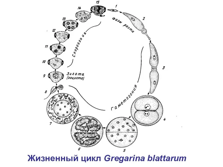 Жизненный цикл Gregarina blattarum