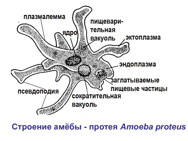 Строение амёбы - протея Amoeba proteus