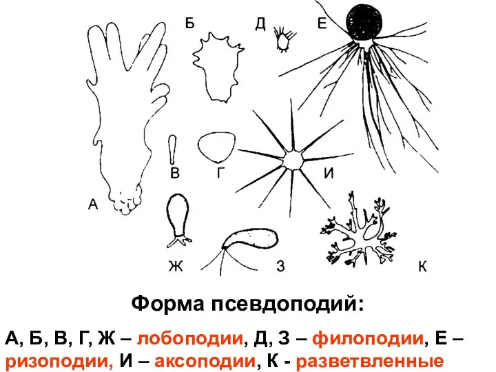 Форма псевдоподий: А, Б, В, Г, Ж – лобоподии, Д,