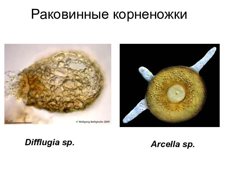 Раковинные корненожки Difflugia sp. Arcella sp.