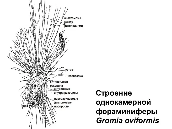 Строение однокамерной фораминиферы Gromia oviformis