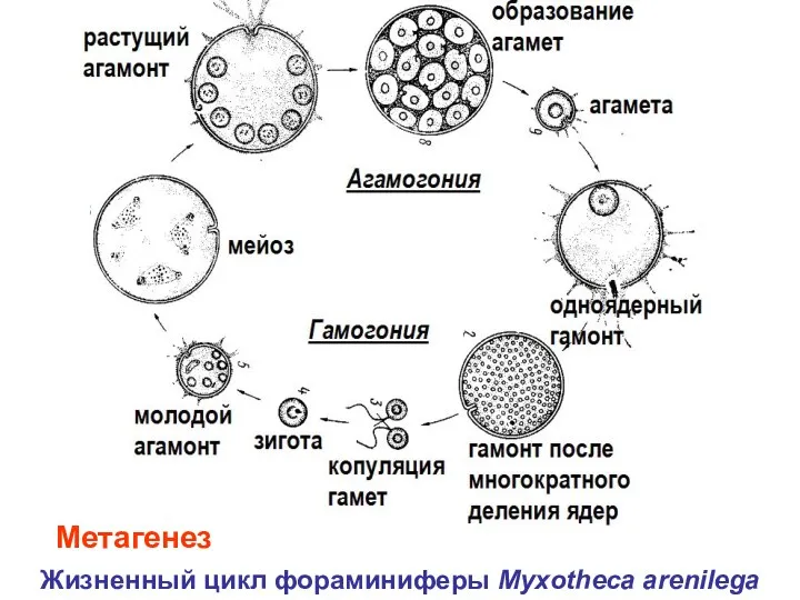 Жизненный цикл фораминиферы Myxotheca arenilega Метагенез