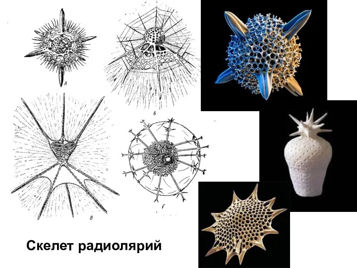 Cкелет радиолярий