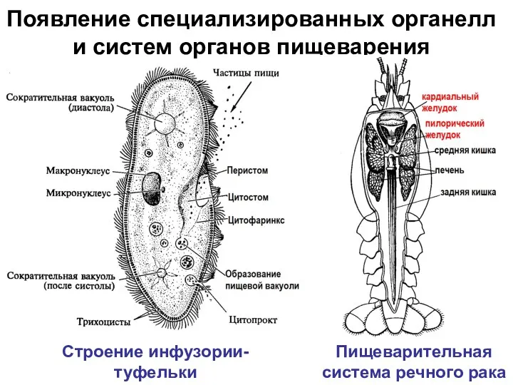 Появление специализированных органелл и систем органов пищеварения Пищеварительная система речного рака Строение инфузории-туфельки