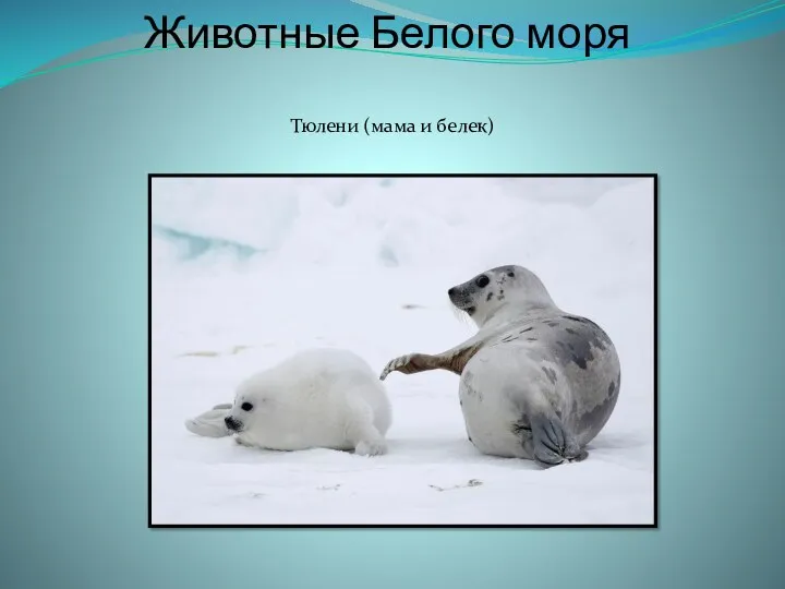Животные Белого моря Тюлени (мама и белек)