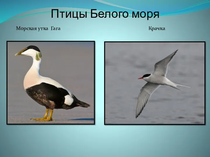Морская утка Гага Крачка Птицы Белого моря