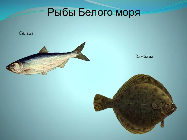 Рыбы Белого моря Сельдь Камбала
