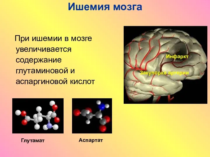 Ишемия мозга При ишемии в мозге увеличивается содержание глутаминовой и