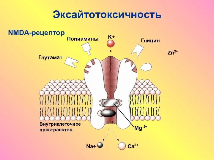 Эксайтотоксичность Ca2+ Na+ K+ Zn2+ Глутамат Mg 2+ Глицин Внутриклеточное пространство NMDA-рецептор Полиамины