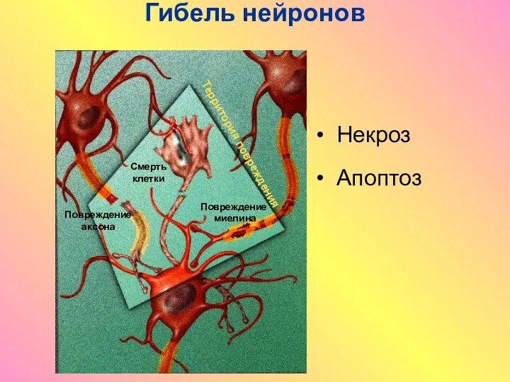 Гибель нейронов Некроз Апоптоз Повреждение миелина Повреждение аксона Смерть клетки Территория повреждения
