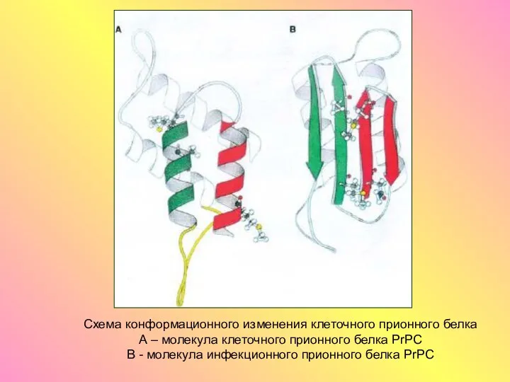 Схема конформационного изменения клеточного прионного белка А – молекула клеточного