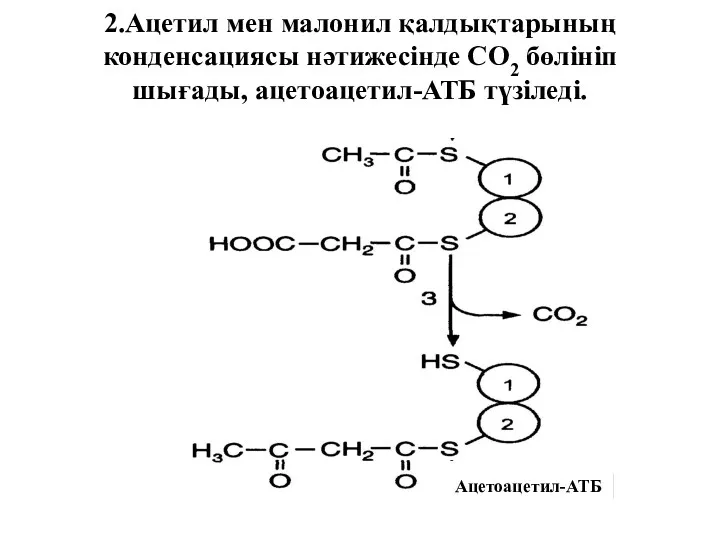 2.Ацетил мен малонил қалдықтарының конденсациясы нәтижесінде СО2 бөлініп шығады, ацетоацетил-АТБ түзіледі. Ацетоацетил-АТБ