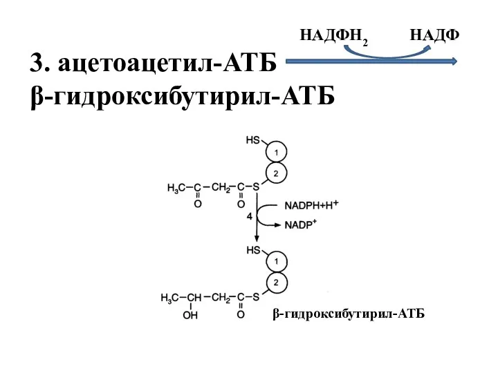 НАДФН2 НАДФ 3. ацетоацетил-АТБ β-гидроксибутирил-АТБ β-гидроксибутирил-АТБ