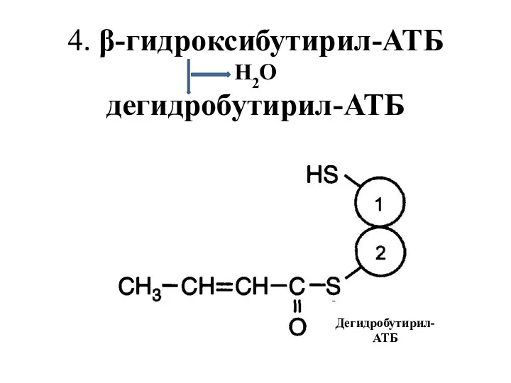 4. β-гидроксибутирил-АТБ Н2О дегидробутирил-АТБ Дегидробутирил-АТБ