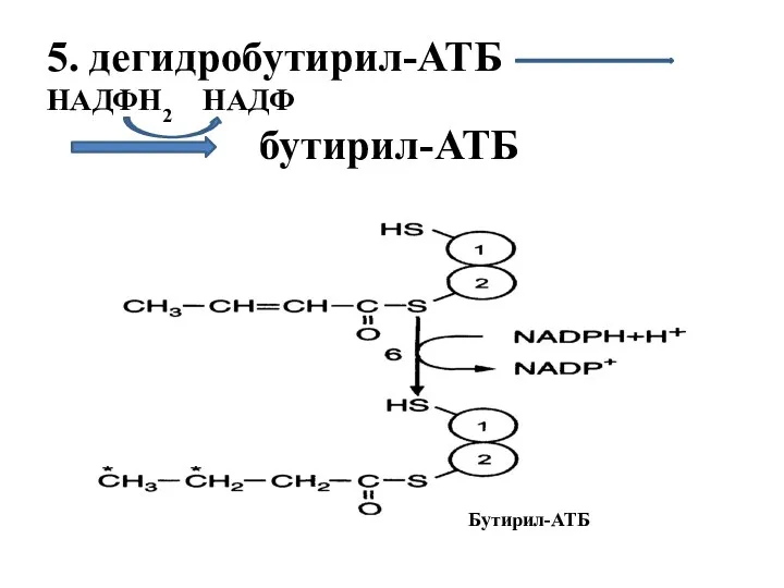 5. дегидробутирил-АТБ НАДФН2 НАДФ бутирил-АТБ Бутирил-АТБ