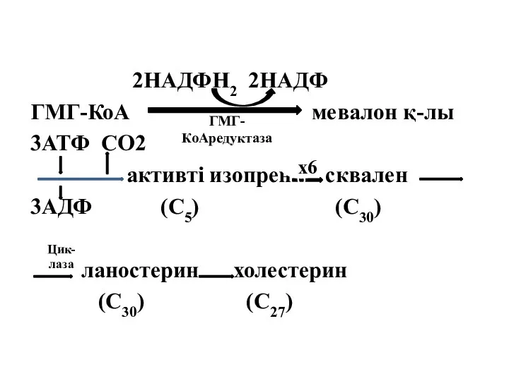 2НАДФН2 2НАДФ ГМГ-КоА мевалон қ-лы 3АТФ СО2 активті изопрен сквален 3АДФ (С5) (С30)