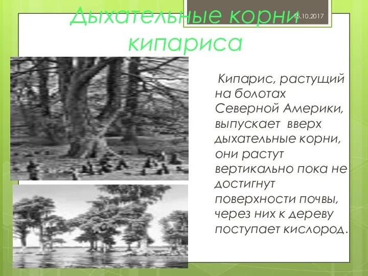 Дыхательные корни кипариса Кипарис, растущий на болотах Северной Америки, выпускает