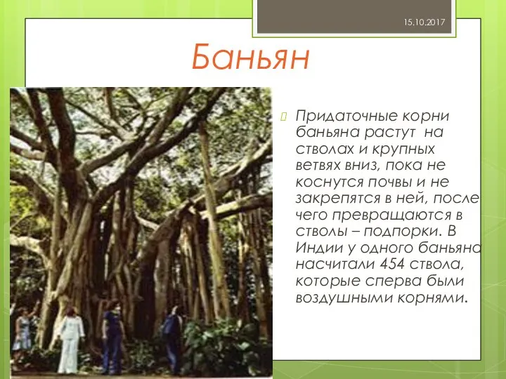 Баньян Придаточные корни баньяна растут на стволах и крупных ветвях вниз, пока не